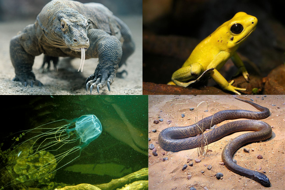 Most Venomous Animals in the World